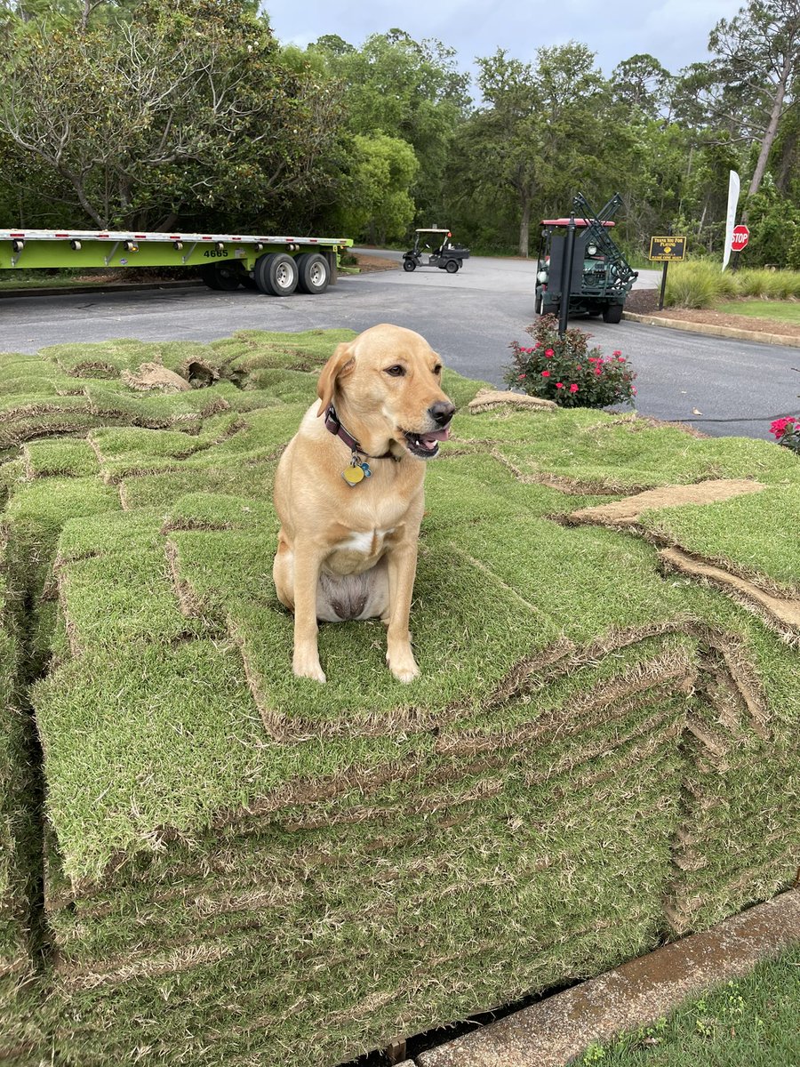 This load of Tif Tuff is Josie approved! <a href="/DogsOfTurf/">Dogs Of Turf</a>