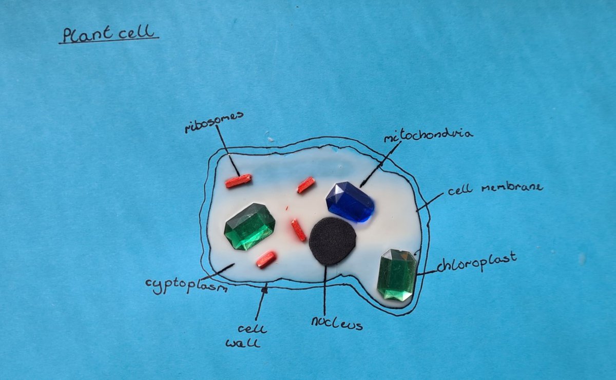 lawnswoodschool's tweet image. 1 of 2_7RRe have been doing some great modelling in science to learn what can be found inside plant &amp;amp; animal cells #sciencemodels #curiosity