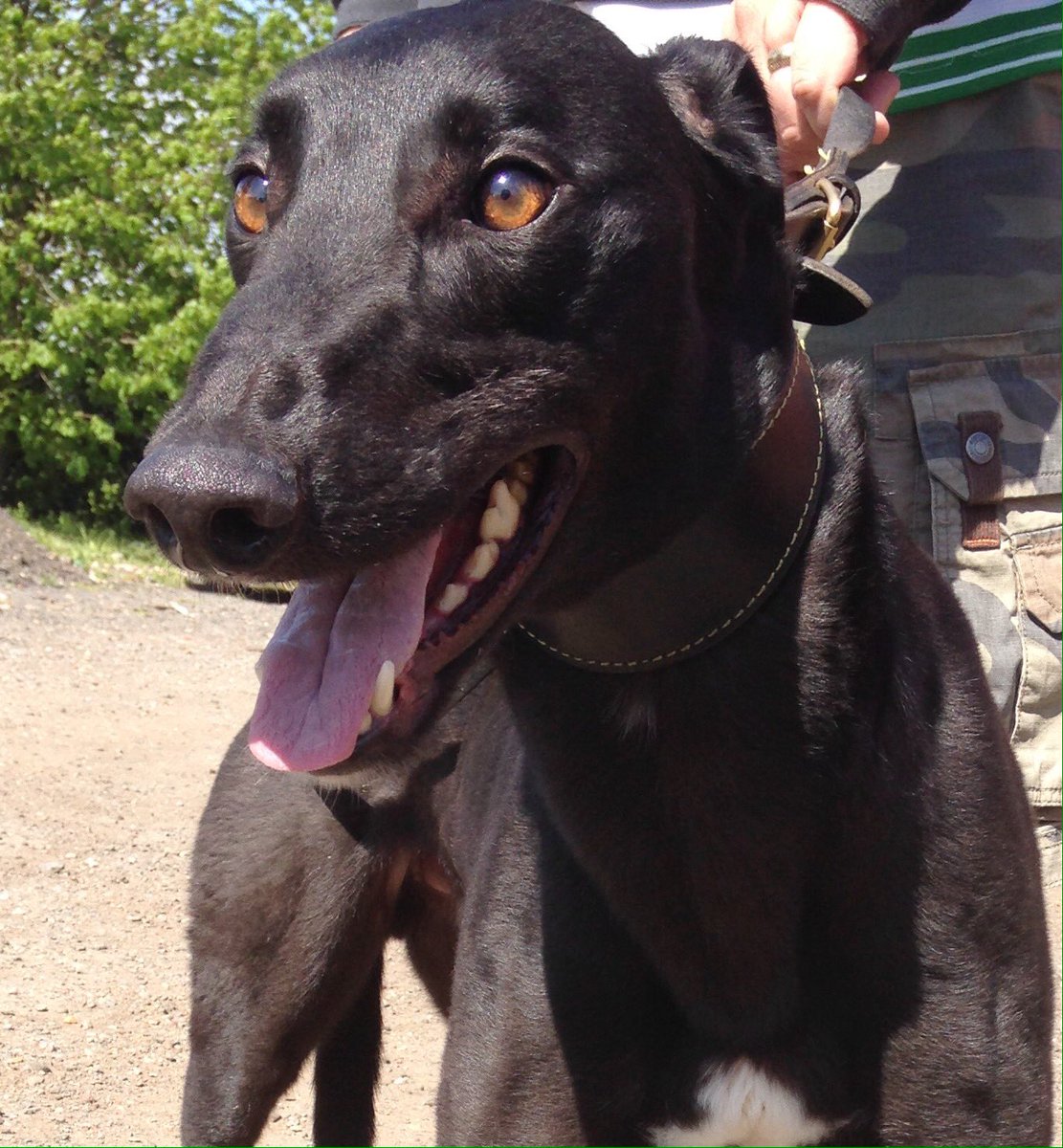 Farrers2's tweet photo. #retiredgreyhoundday https://t.co/uDKYZKMgom