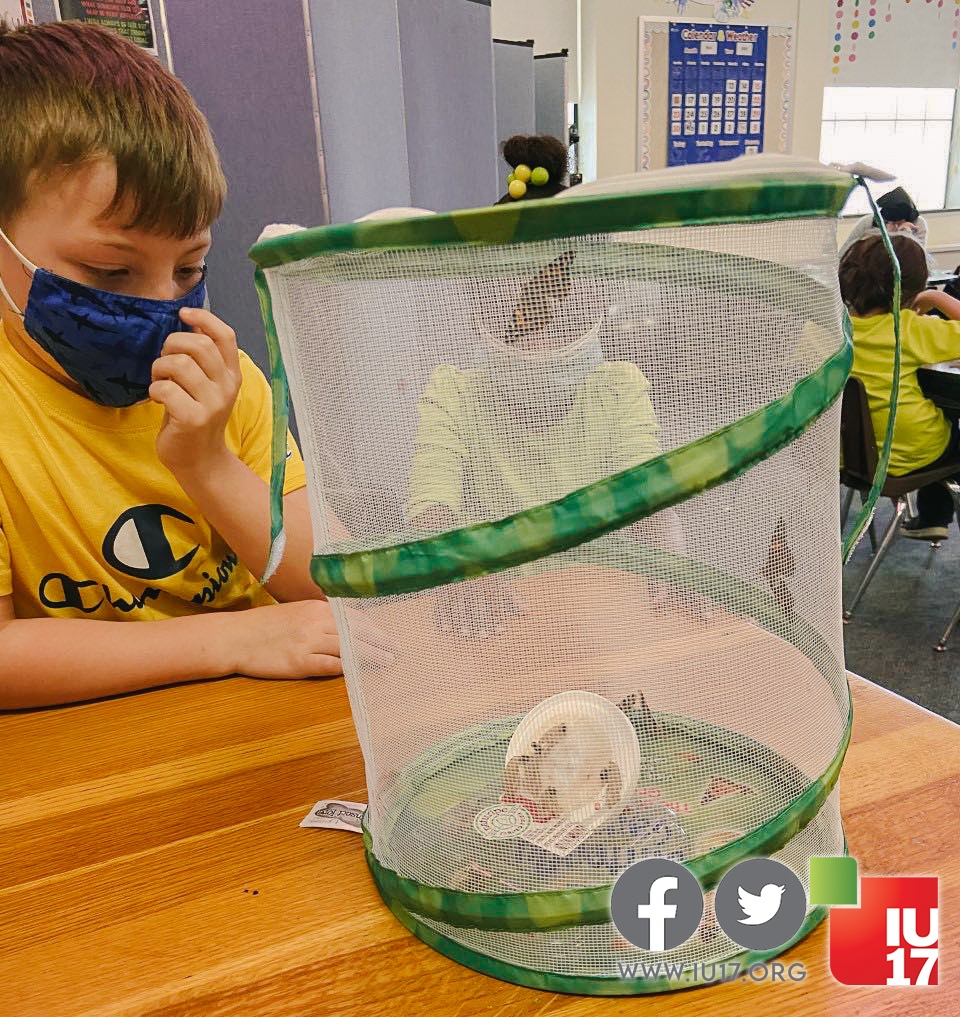 BLaSTIU17's tweet image. BLaST students celebrated Spring by learning about the life cycle of butterflies! Ms Lambert’s students have loved observing metamorphosis as Ms Matlack’s class released their butterflies! Beautiful job!
#TransformingLives #TransformingEducation #OutsideLearning @PADeptofEd @PAIU