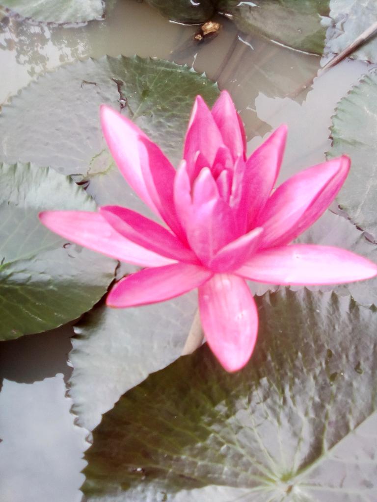 Sena sumawun tweet media