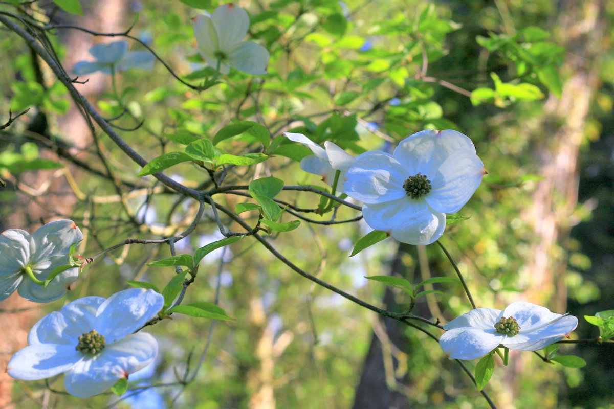 The elegant white flower bracts of Cornus nuttallii ‘Ascona’, the Pacific Dogwood #dogwood #cornus #springshrub #gardening