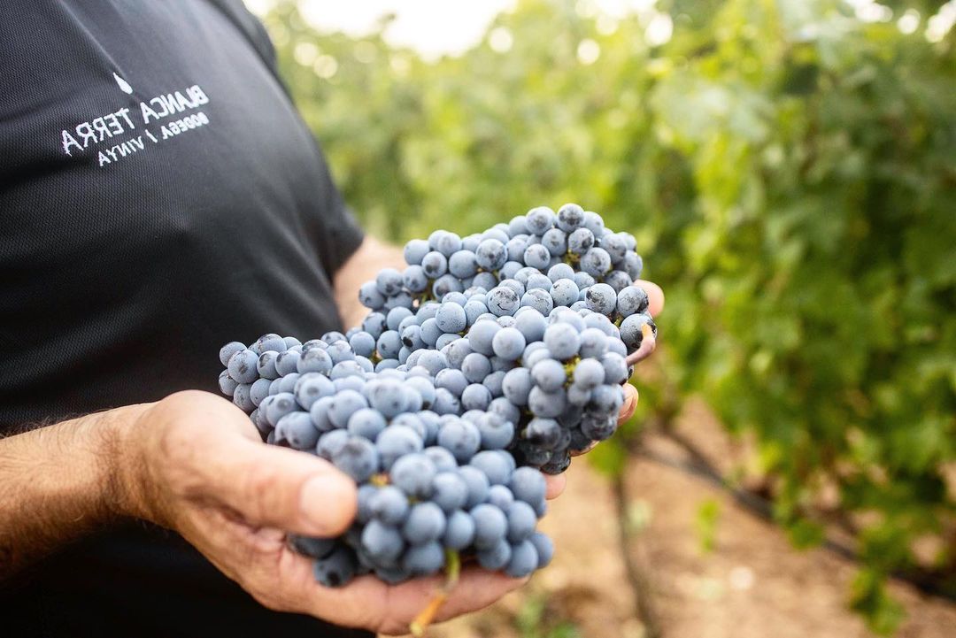 TurismeMontuiri's tweet photo. La producció de vi ha estat un dels usos agrícoles tradicionals de les vivendes Mallorquines. Avui en dia, s’hi segueix elaborant vi de forma ecològica. Coneix aquesta tradició a Montuïri i gaudeix d’una experiència d’enoturisme per a tots els sentits.

Foto:@blancaterra_bodega https://t.co/9jMUHDghxP