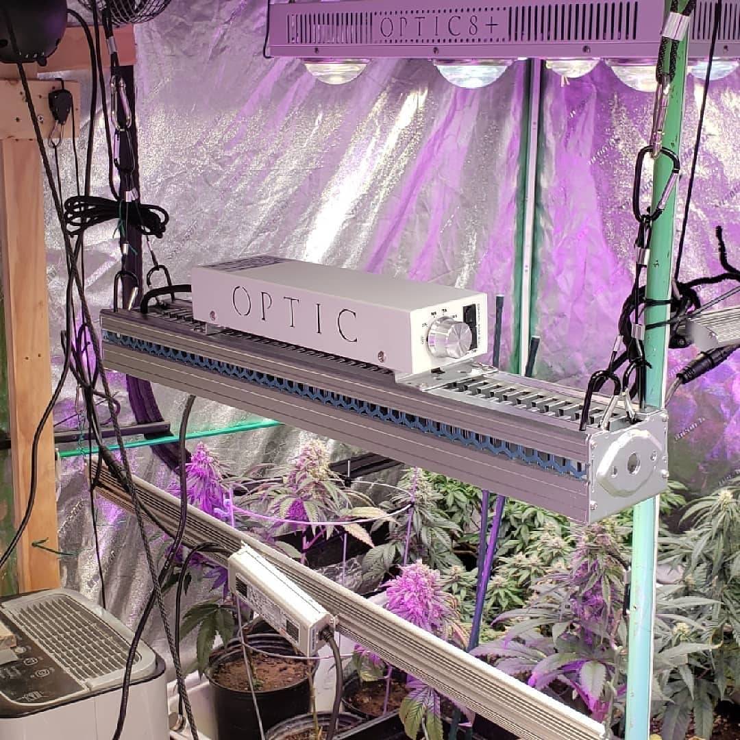 WGREGO202's tweet photo. Shout out to @daveogc and all his OpticLED's growing on in his 8x8 grow tent! How many Optic LED's do you guys have? #Optic8+ #GMax150 #Slim100BloomBar #OpticLED #TeamOptic #HomeGrower #IndoorGarden #WeStackNodes #GrowYourOwn #GrowTent #LEDGrower #LEDGrowLights #Dank #TopShelf https://t.co/TX4RKBNO5M
