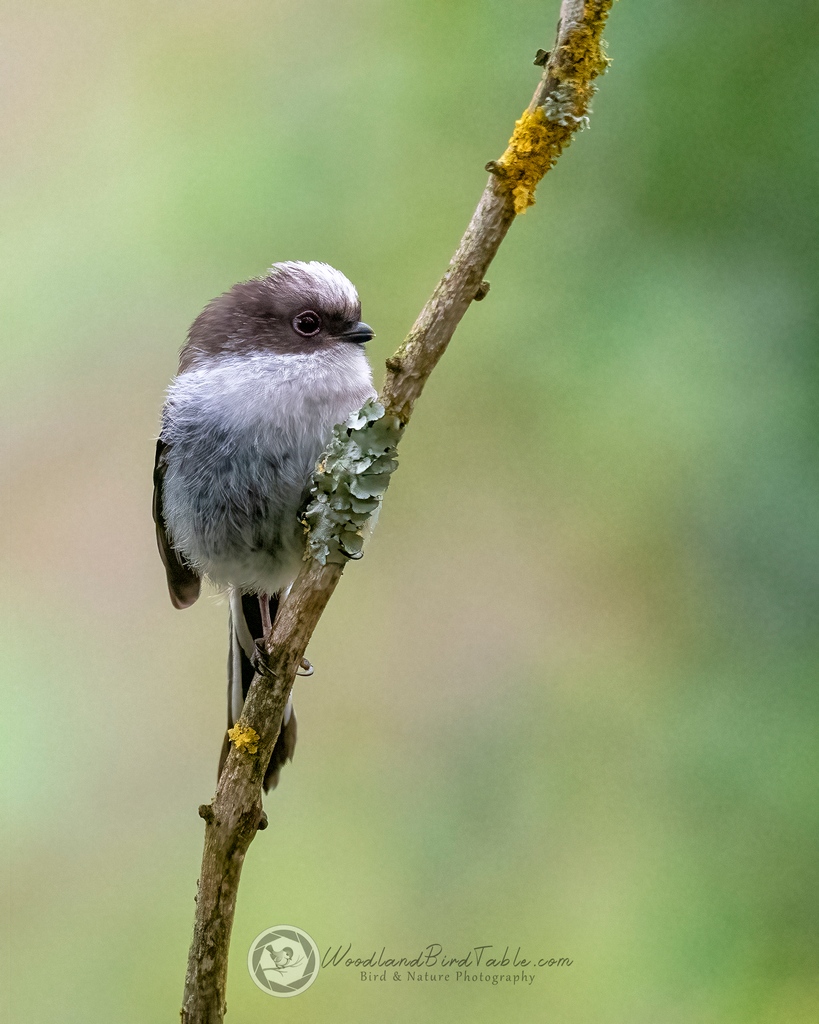 Fluff Ball III - Juvenile #LongTailedTit #BBCWildlifePOTD #Nature #BirdPhotography #Birds #WildlifePhotography @NatureUK @WildlifeMag @iNatureUK @Wildlife_UK @BirdWatchingMag @Britnatureguide @BBCCountryfile woodlandbirdtable.com instagram/woodland_bird_table