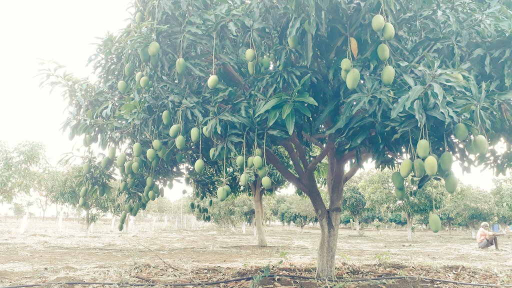 dilawer1's tweet photo. Organic Mango's straight from the farm :-

Kesari Aam - INR 80/- per Kg
Dasari Aam - INR 60/- Per Kg
Himayat Aam - INR 150/- Per Kg
Rassal Aam - INR 80/- Per Kg

For Bulk orders please contact +91 970 333 1594. https://t.co/CIdWgWE19F