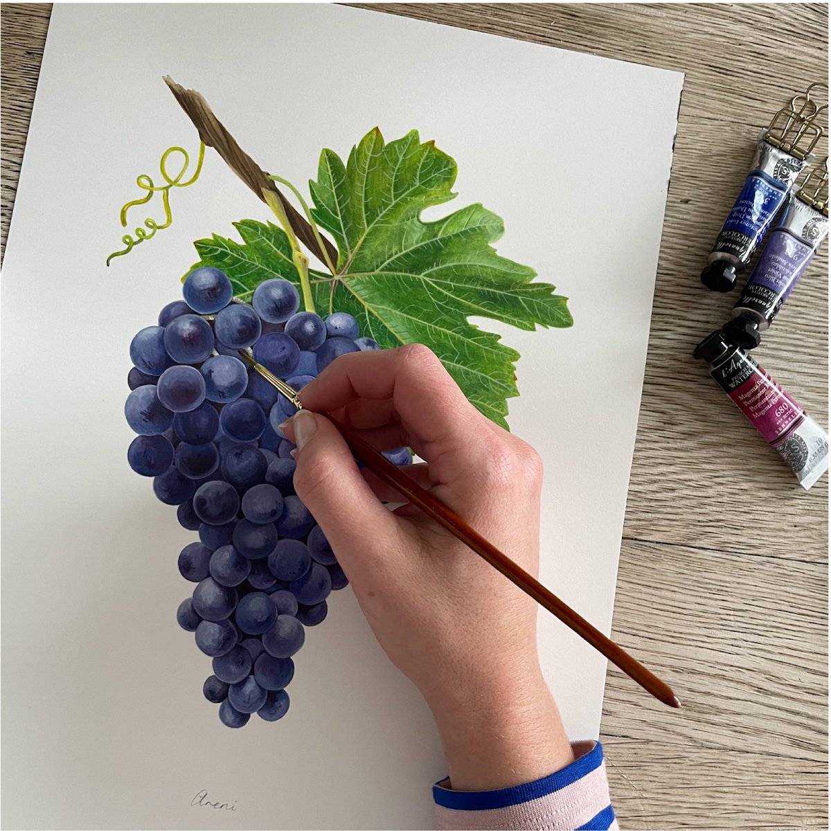 fondatamedia's tweet photo. Sarah Jane Humphrey (@sarahgalerie) created five new illustrations of grape varieties for us. This is Armenian variety, Areni, which makes high-quality, age-worthy wines with complex aromas of violets, wisteria, cherries and blackberries, silky tannins and refreshing acidity. #🍷 https://t.co/yxQWhGZS36