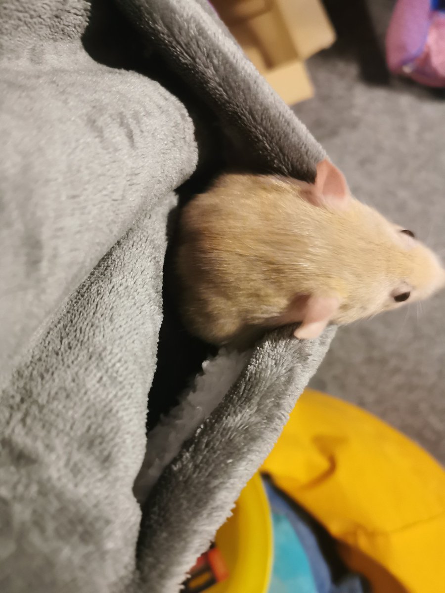 isolatedpoptart's tweet photo. Kisses and licks from my little chicken bobby. And pouch rides for both Bobby and Hank. 
#rats #rat #petrats #ratties #fancyrat https://t.co/dDQVhKQJGU
