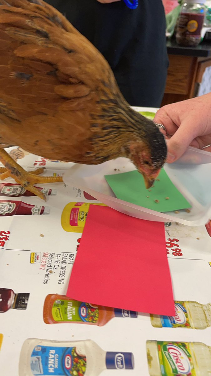 Chicken Training in Animal Science for our Animal Behavior Unit!