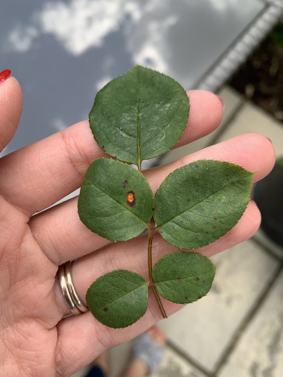 picklebott's tweet image. Please can someone advise, what are these orange spots on my rose leaves please? There are only a few and I’ve cut the affected leaves off. Thank you @GardensHour @GWandShows #gardening #RoseWednesday