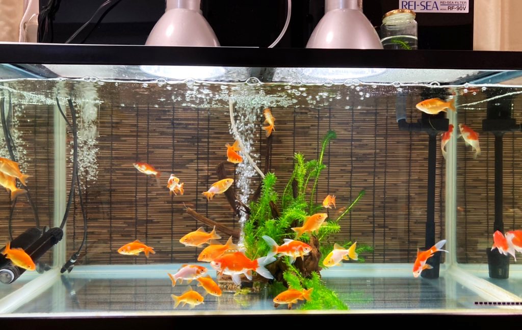 Dcd 塩浴で元気になった子達をメイン昨日水槽に戻しました 導入当初餌を全く食べなかった時とはまるで別人 元気に泳ぎ回って餌をバクバク食べてます 和金 金魚 T Co Gcyclnkm1m Twitter