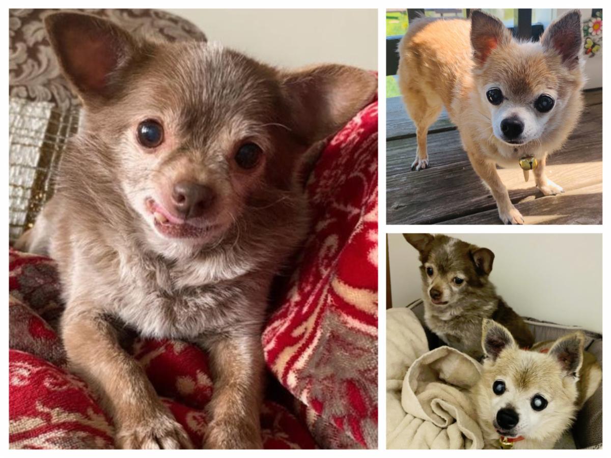 HART Animal Rescue tweet media