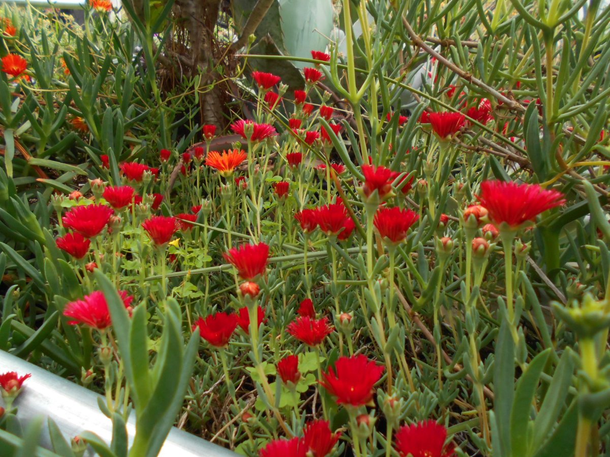 雨にぬれながらも咲いていたErepsia lacera．
メセンの花としてはちょっと独特な雰囲気？

ランプランサスは花開けず・・・あはれ、このまま花期を終えるや．　

去年に続き受難の梅雨かしらん…
せめてその後の暑熱台風､大いに加減されたし