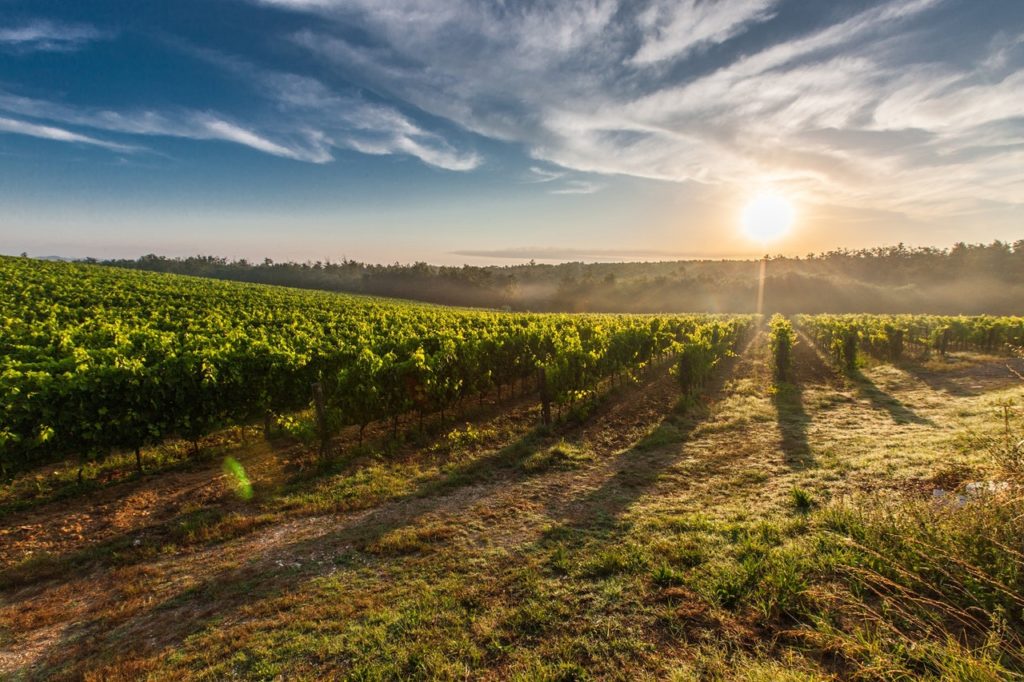 It's time to wine down! Book your vineyard trip now!??? conta.cc/3bCkDxY