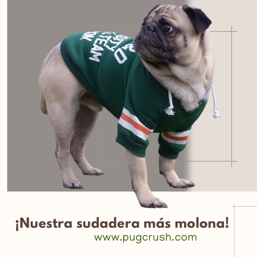 pugcrush's tweet photo. No me digáis que no es molona esta sudadera? #ropaparaperro #accesoriosperro #carlinos #pugs #amorperro #cosasdeperros #todoperro https://t.co/0nTlYKr4gK