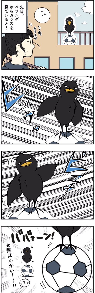 バランスを意識するカラス 