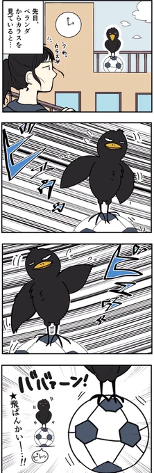バランスを意識するカラス 