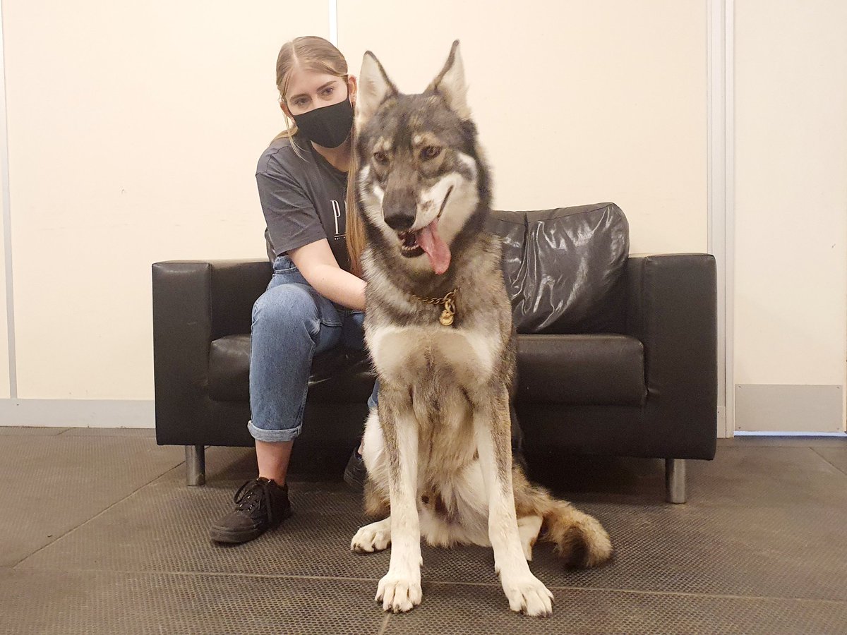 Working Animal Cognition tweet media