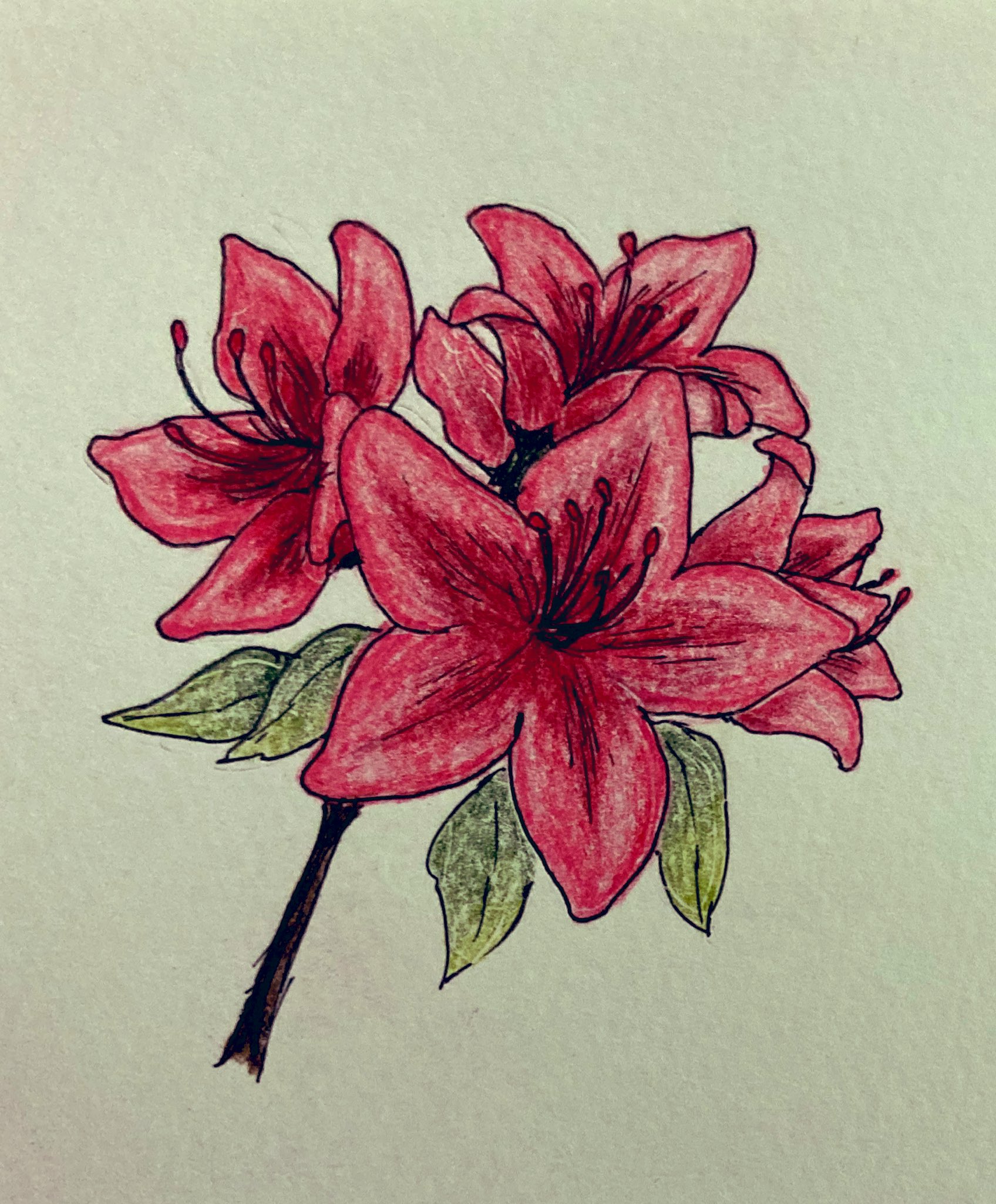 ナナ 5月の花 サツキ さつき イラスト 色鉛筆 花のイラスト T Co Uwkfu5qz5d Twitter
