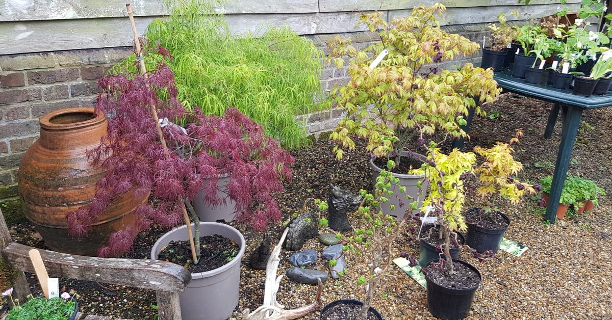 Loving the Acers! Each one so different to the next! 🙂
#littleheathfarmnursery #pottenend