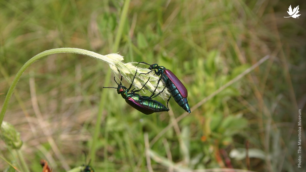 NatureConservancy.ca | Conservationdelanature.ca tweet media