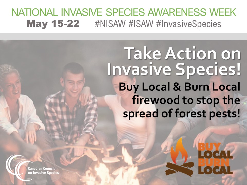 CanadaInvasives's tweet image. Don't give invasive pests a free ride! When you #buylocalburnlocal firewood you prevent hidden #invasivespecies from harming our forests and trees! Learn more at buylocalburnlocal.ca #NISAW
#ISAW