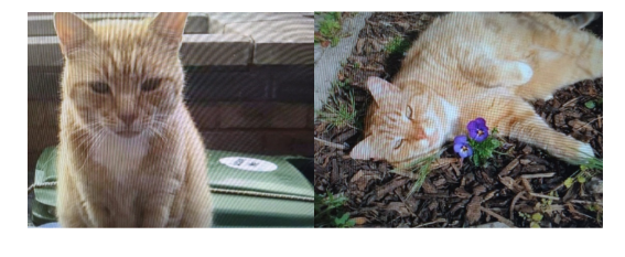 FelineFriendsUK's tweet photo. We haven't been able to get poor Bobby and the cruelty inflicted on him out of our minds. Please share and help catch his killer. 💔😿😠 #CatsOnTwitter #JusticeForBobby #NileDrive #N9 https://t.co/9l7Zcy1wjR