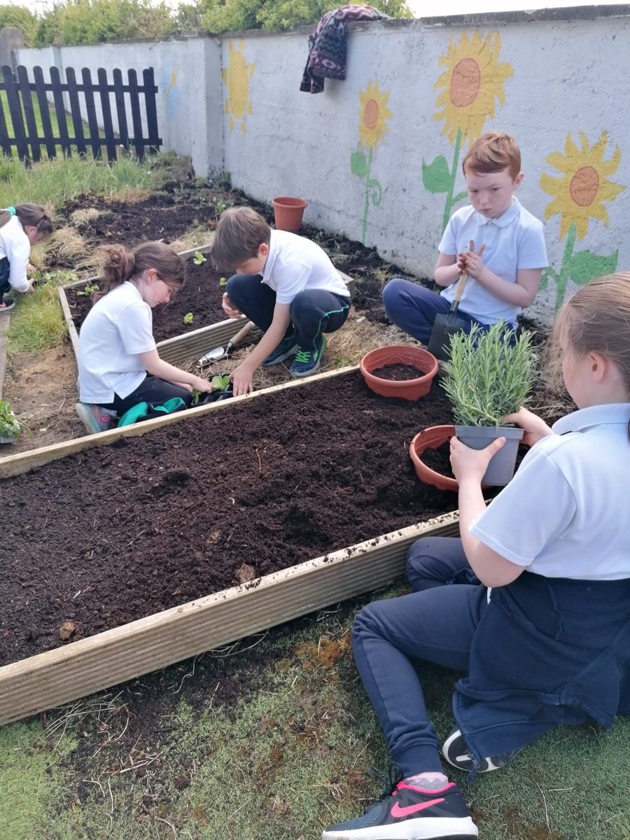 stmichaelskill's tweet photo. Third and Fourth class were busy planting some veggies in our raised beds today #growyourown #schoolgarden https://t.co/880iSJfhFt