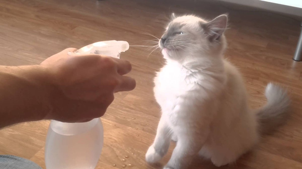 Photo of a cat being squirted with a spray bottle of water. 
