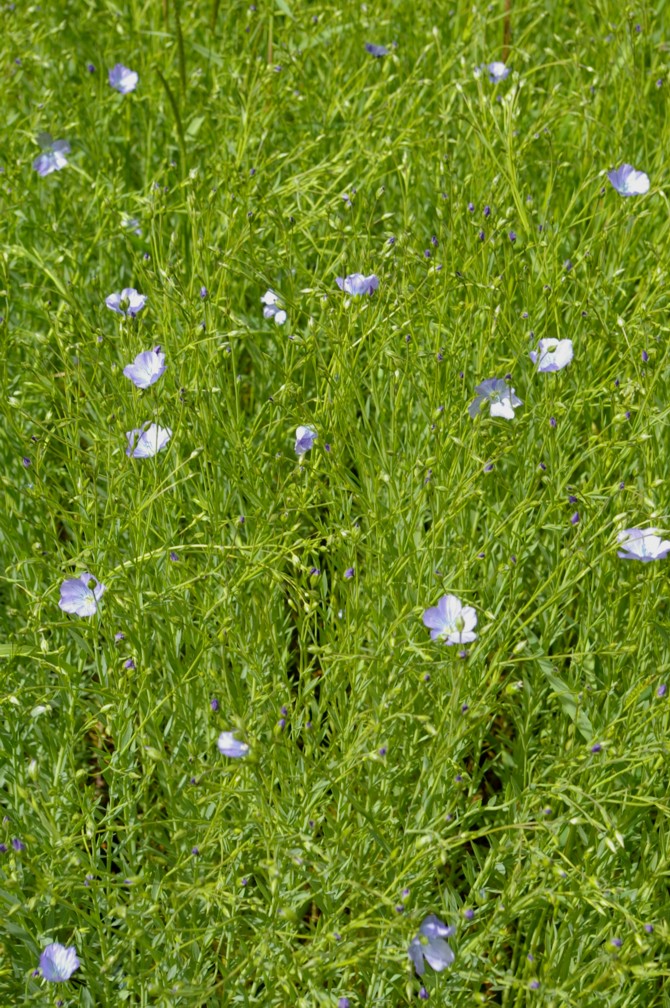 GoodgerSimon's tweet photo. It's been a long wait but finally seeing some colour in the winter linseed. 
@agronomytrainer @hillson_alison @llee_jennifer  
@foxall_hannah @PremiumCrops  @BASISRegLtd https://t.co/S7PHByqGME