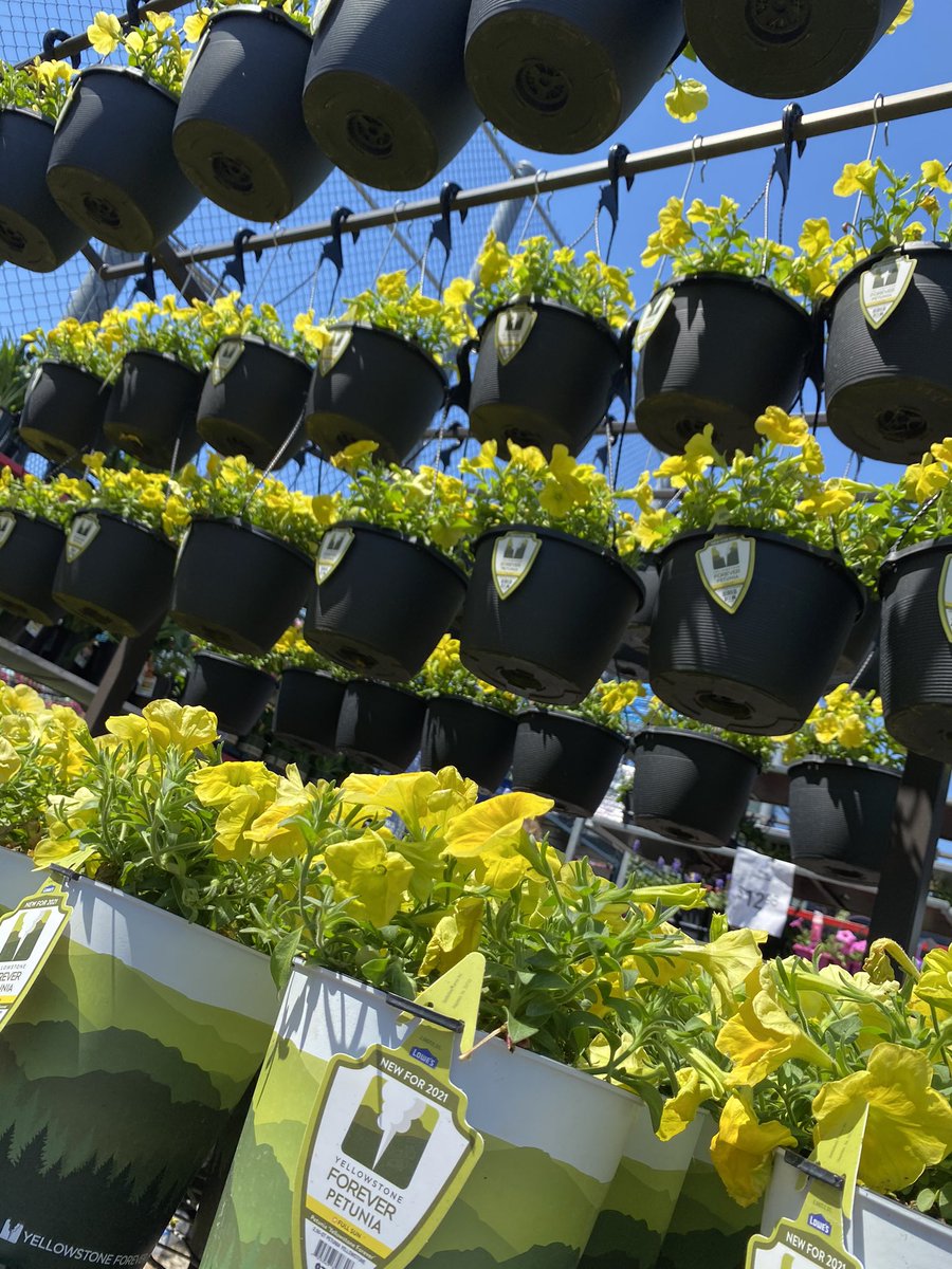 Jill Guth tweet media