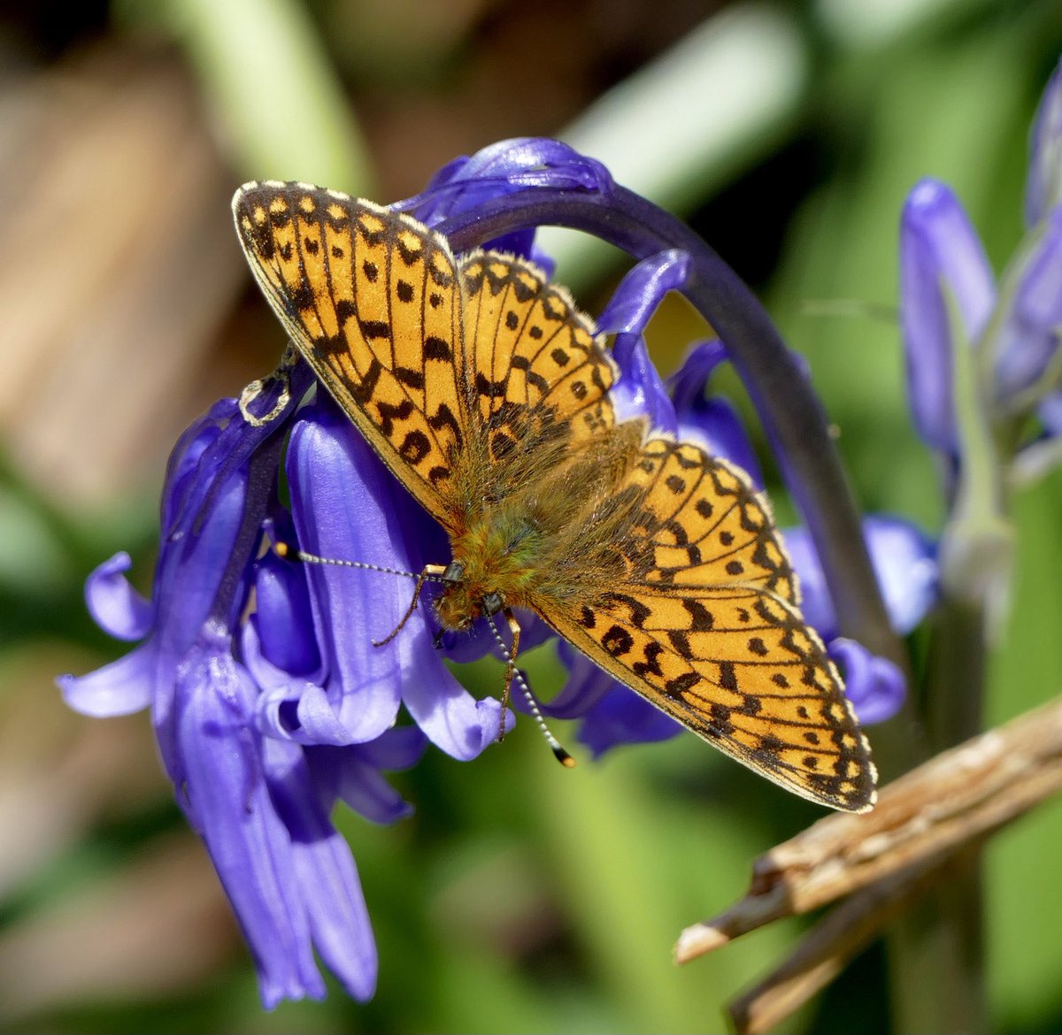 Small Pearl-bordered Fritillary (Boloria selene) enjoying a rare rain-free day on #Dartmoor today. Also my first Speckled Yellow & Common Heath moths of the year. @BCDevon @GoDartmoor