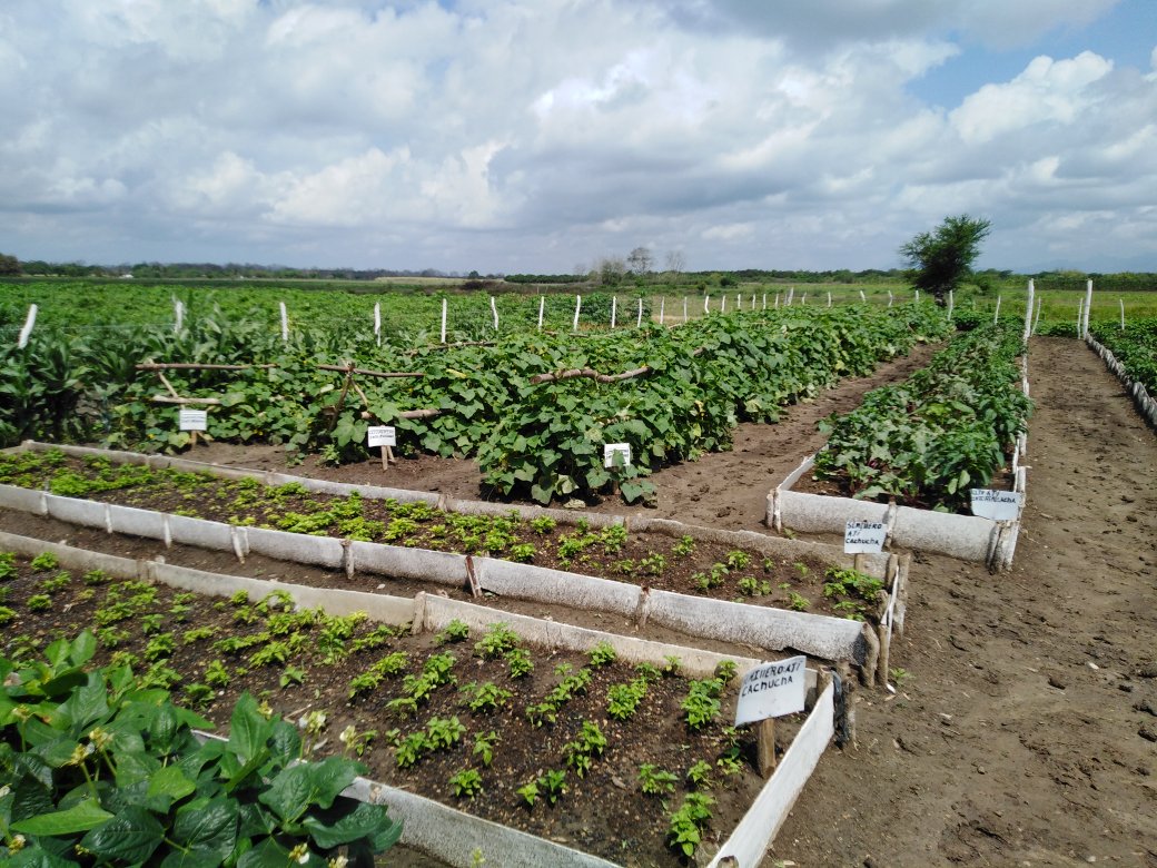 ETurruellas's tweet image. Nuevo #Organopónico en la Comunidad #Mapos del municipio #LaSierpe se incorpora a la producción de hortalizas como contribución al #AutoabastecimientoAlimentario y la #SoberaniaAlimentaria #VamosAVencer #SomosContinuidad @MINAGCuba @YdaelB @MMarreroCruz @LuisTFonseca