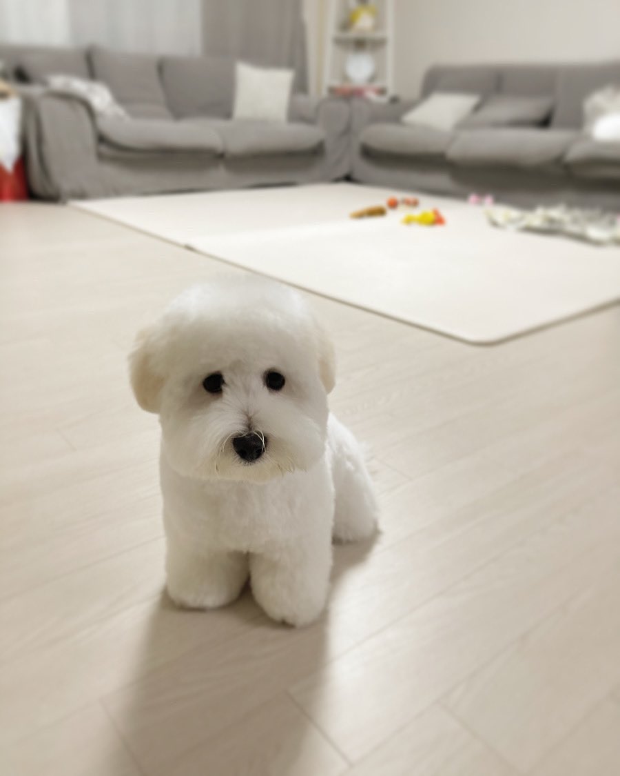 인형이니🐶 내새끼❤️