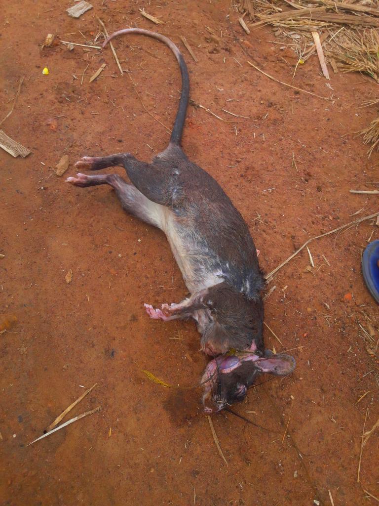 NPasha1997's tweet photo. Kila kiungo kina bei yake  mkia 500/= paja 1500 mgongo 2000/= shingo  3000/= mkono  4000/= utumbo  maini  fiko moyo sungiro  kwapa moja 5000/= kalibuni sana😁😁😁😁 https://t.co/U7wmHkdbi9