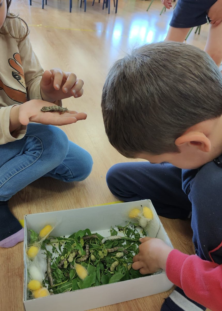 CEBIP_FGL's tweet photo. ‼️Cuánto aprendemos en infantil
📢⁉️ Os contamos⁉️➡️🔝
Estamos viendo la transformación del gusano en mariposa. Así trabajamos las secuencias de manera vivencial. ¡Qué chulada!
¡¡Nos hemos hecho unos expertos!!📝👍🦠🏞️ #EducacionAmbiental
#educacioninfantil #FGL https://t.co/HIoOp8PJ6j