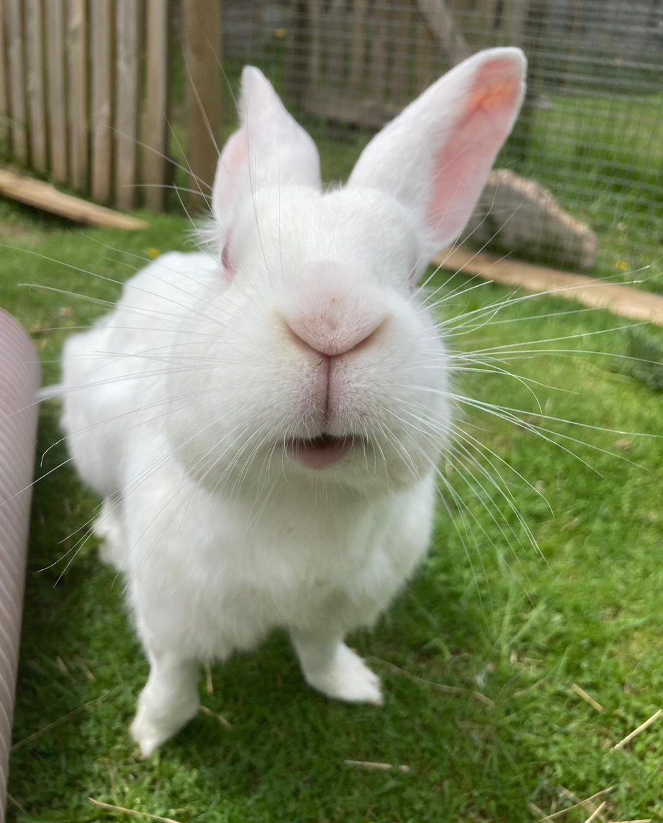 #WhiskersWednesday with Big Flo 🐰💕