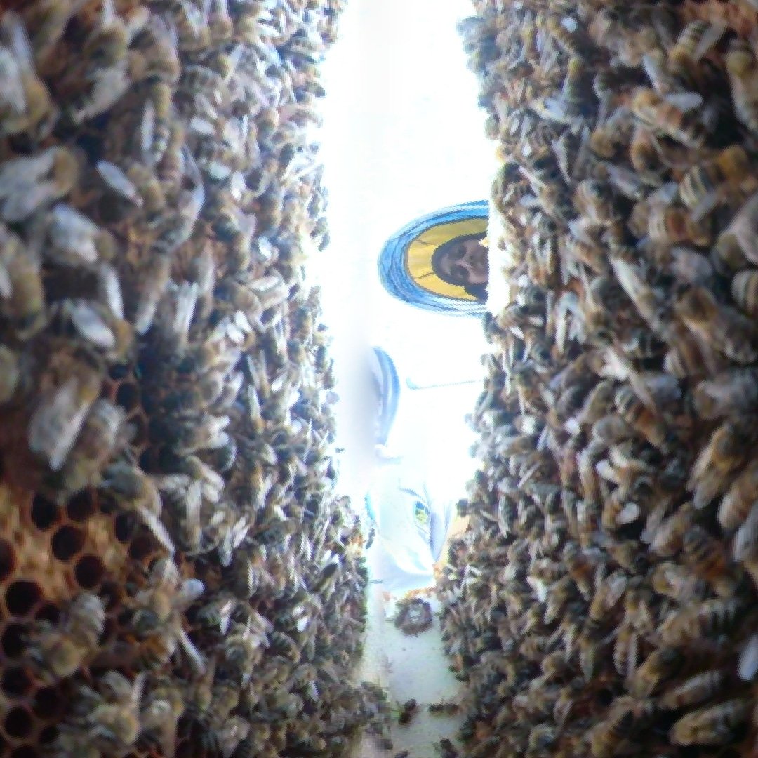 With World Bee day tomorrow let's start by looking at a honey bee hive inspection from a bees point of view. Let's do what we can to support these amazing insects...

#WorldBeeDay2021 #NoMowMay #plants #beesforbusiness #bbka #honeybee