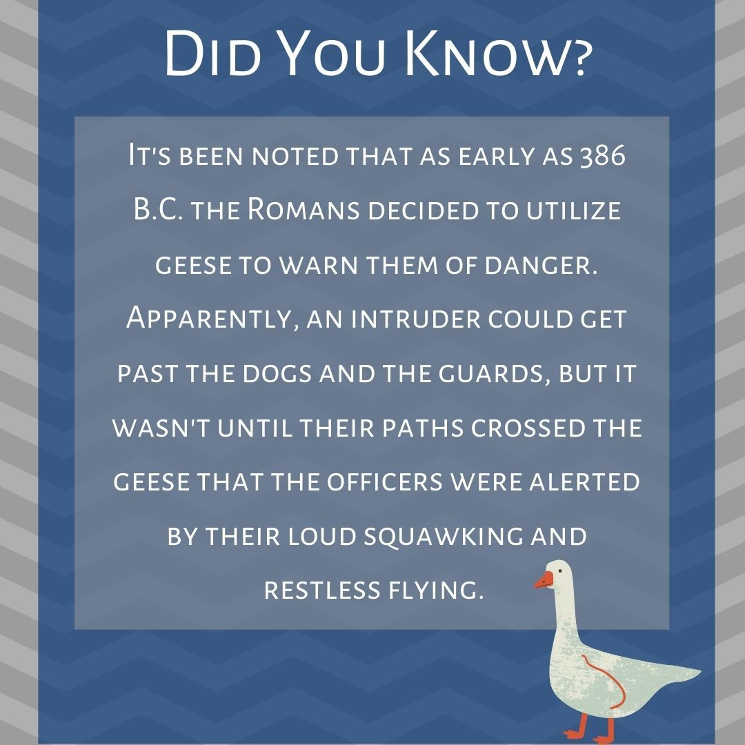 CSSAlarms's tweet image. Did you know about this early example of alarms?

#alarms #videodoorbell #nashvillealarmsystems #security #alarmsystem #alarmsystemnashville #nashvillesecuritycameras #cctv #securitycameras #alarmcompany #homesecuritysystem  #nashvillecameras #CSSAlarmsNashville #DidYouKnow