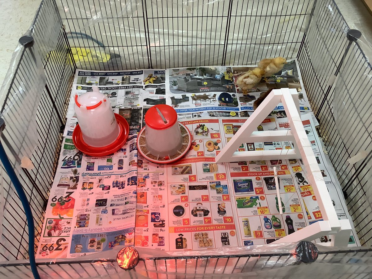 Une collaboration entre deux personnes apprenantes de l’école L’Odyssée permet aux poussins d’un projet d’élevage de d’amuser sur une balançoire conçue à l’aide d’une imprimante 3D. #EnjeuxActuels #Objectif1 #DSFS