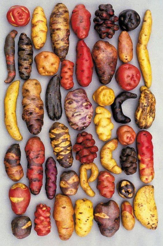 Different varieties of potato, grown in Peru.