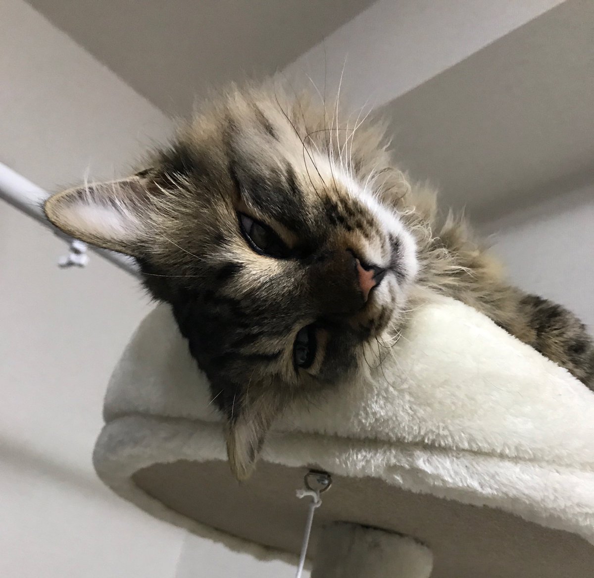 無賃乗車猫 ぽぽちゃん V Twitter ぐでーん 寝てる 目を開けたまま寝てる おやすみにゃさい 怖いよ ねこ 猫 ネコ 猫のいる生活 猫のいる暮らし 猫好きさんと繋がりたい 猫好き
