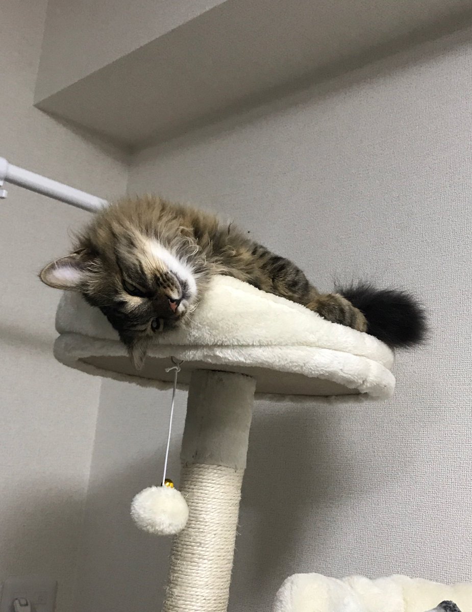 無賃乗車猫 ぽぽちゃん V Twitter ぐでーん 寝てる 目を開けたまま寝てる おやすみにゃさい 怖いよ ねこ 猫 ネコ 猫のいる生活 猫のいる暮らし 猫好きさんと繋がりたい 猫好き