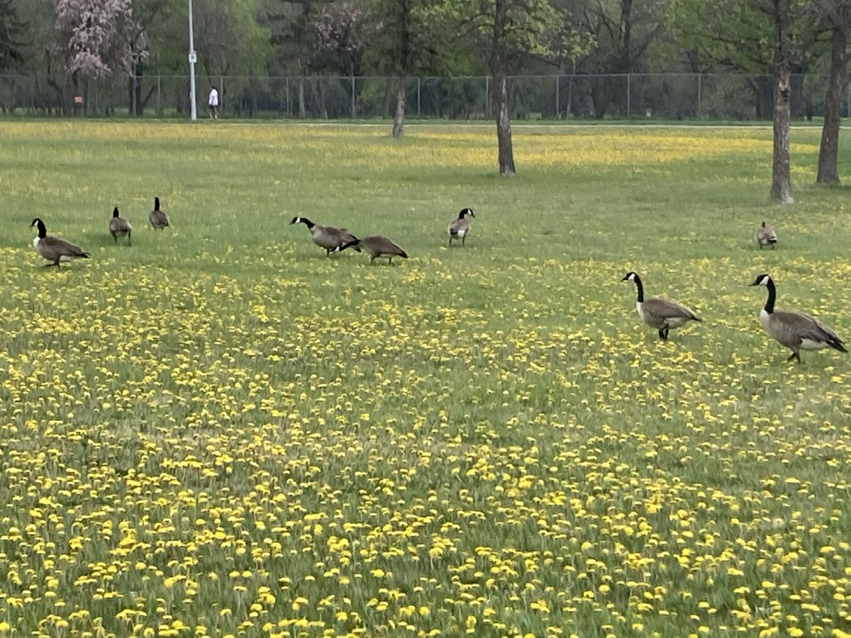 A typical morning at an in person conference might start with, "how was your room, did you sleep?"Share with us the view from your 'hotel'. This is what I woke up to. #IOsymposium2021'