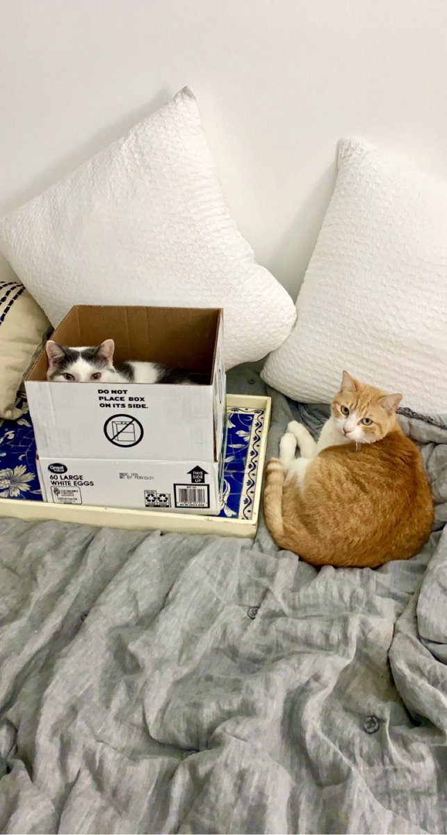 tvanjohns's tweet photo. Only 2 types of box metaphor thinkers or something like that https://t.co/YzhYPVHqUl