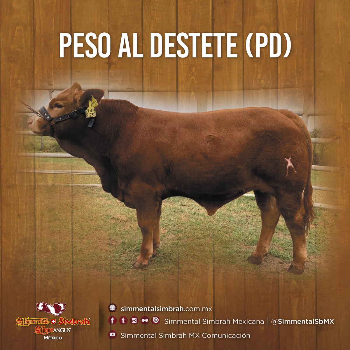 SimmentalSbMX's tweet photo. #VocabularioGanadero
Peso al Destete (PD)
Es el peso tomado entre los 160 días a los 250 días de edad del becerro, al momento de separado definitivamente de la madre.
#Simmental #Simbrah #SimmentalSimbrah #HistoriaSimmental #SimmentalSimbrahMX https://t.co/dgUuxeZJIQ