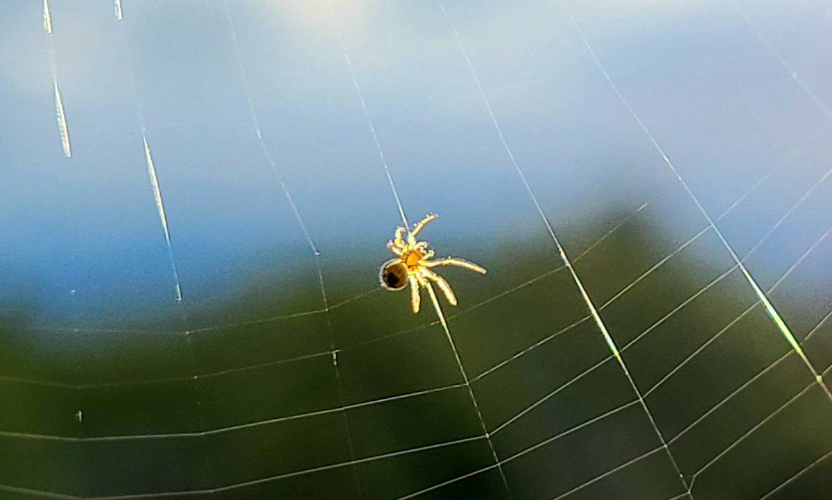 howyougo's tweet photo. Good morning Wednesday!
#goodmorning #sunrise #clouds
#BCStorm #wednesday #westcoast #StormHour #cloudsinmycoffee #spider #Vancouver  #filteredsun #ShareYourWeather https://t.co/v3WGsIiyau