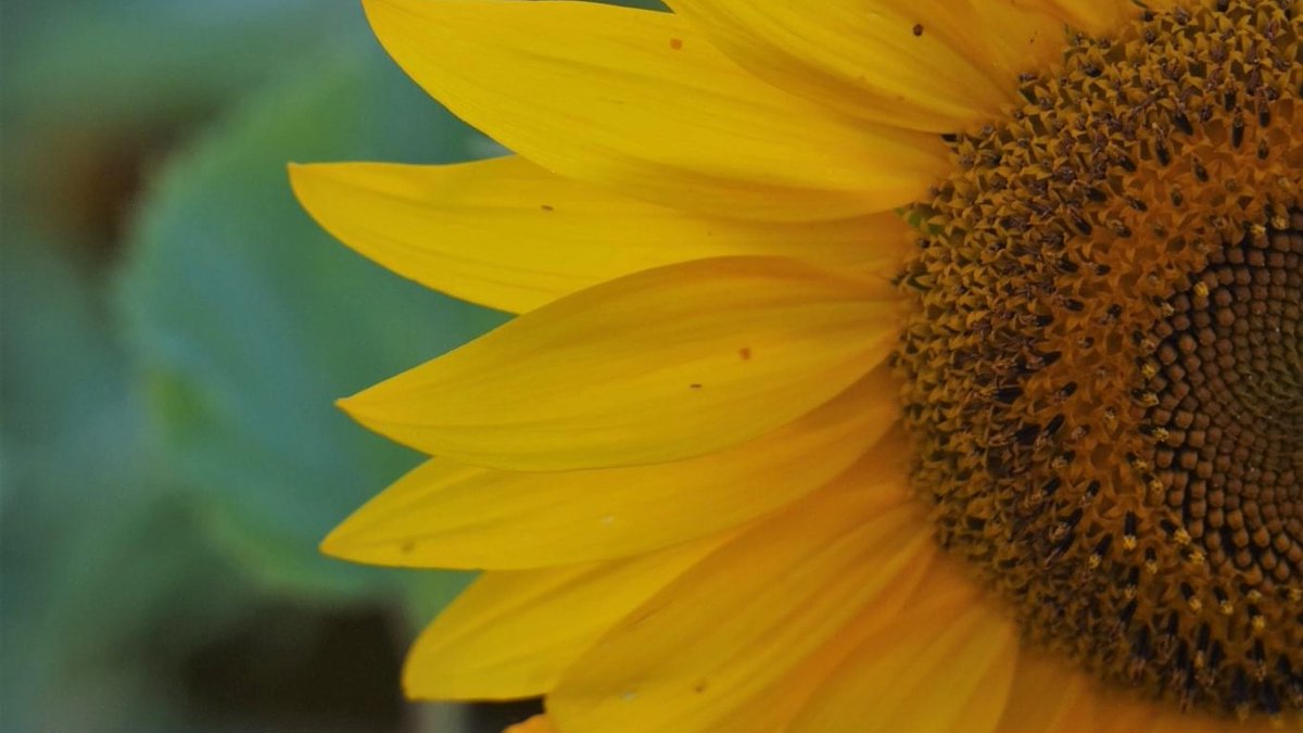 dianaraab's tweet photo. Today's #writingprompt invites you to write about something that made you happy this week—what filled you with joy? #writeon #writehealtransform #mentalhealth https://t.co/4GHDN1Pn3z