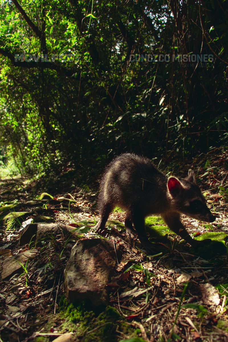 ConozcoMisiones's tweet photo. ¡El Peñón del Teyú Cuaré!
Su nombre proviene del guaraní, que vendría a ser Cueva del Lagarto..
Un lindo aflorameinto rocoso de un singular e único valor paisajístico.
¡Mira el vídeo completo!
👉🏾 https://t.co/KATOz5cWMm
-
- #conozcomisiones #photography #photooftheday #pic #photo https://t.co/mNrzdvRjWd