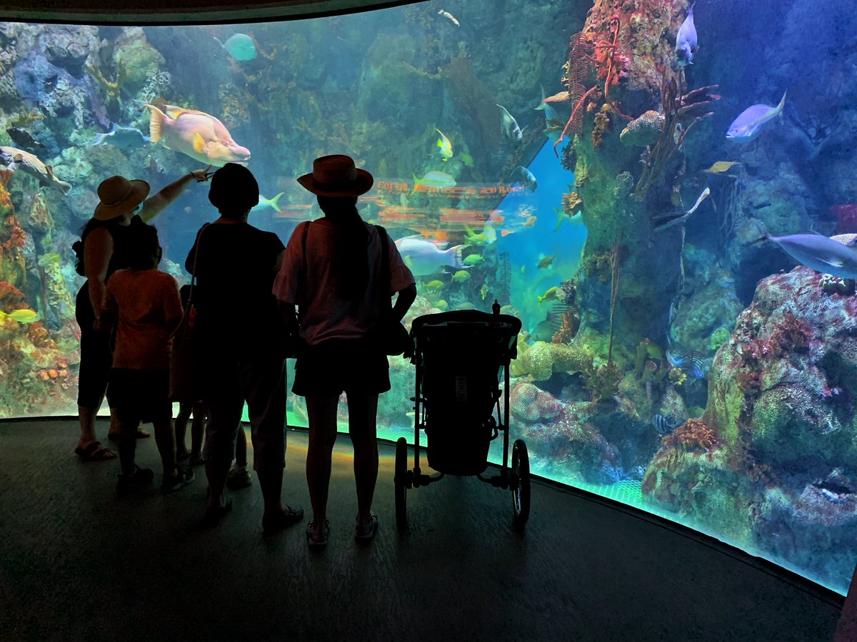 cabqculture's tweet photo. Honeybees👏Butterflies👏Jellyfish! The @abqbiopark Aquarium &amp; Bugarium reopened to the public last week. The Butterflies &amp; Bees exhibit has returned and be sure to check out a brand new colony of honeybees at the BUGarium. 
Purchase tickets here https://t.co/fMVkqdApsa https://t.co/MgvV67b3qJ